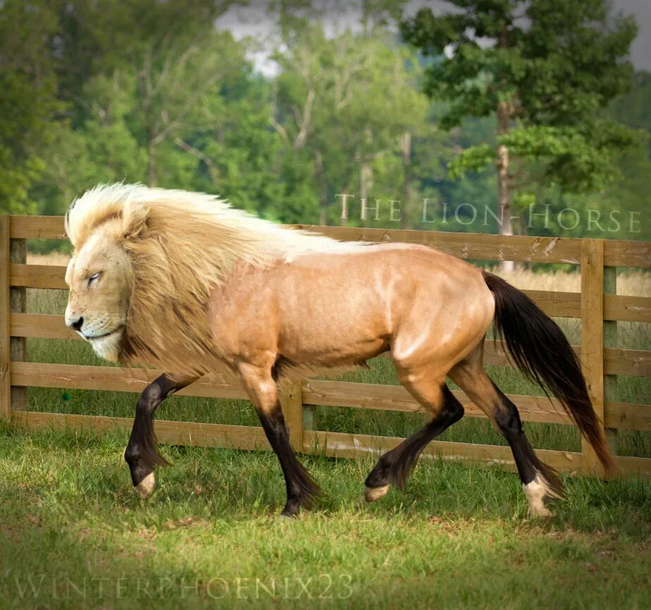 Джордж стаббс лев нападает на лошадь. Джордж стаббс лошади. Лев лошадь. Лев нападающий на лошадь джордж стаббс. Лев лошадь.