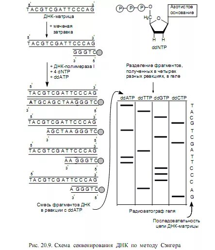 Определите последовательность фрагмента днк. Метод секвенирования по сэнгеру. секвенирование по сэнгеру схема. схема секвенирования днк по сэнгеру. схема секвенирования генома по сэнгеру с пояснениями.
