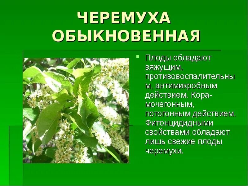 Полезные свойства цветов черемухи