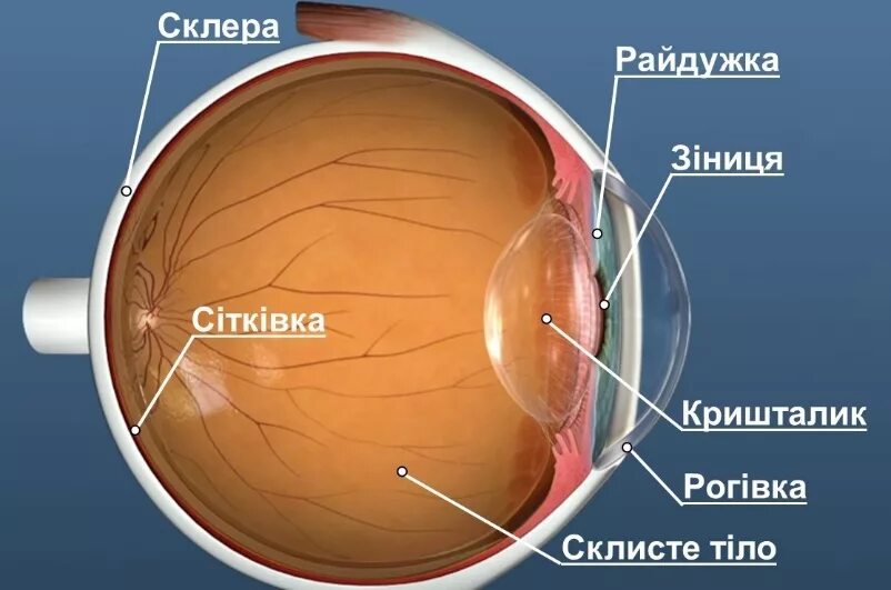 Будова Ока. Будова Ока людини. Оптическая схема глаза склера. Складові оптичної системи Ока. Склера сетчатка слепое