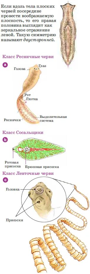 Класс Ресничные черви сосальщики и ленточные черви плоские. Сосальщики и ленточные черви. Плоские черви Ресничные ленточные. Черви биология 7 сосальщики. Класс ресничные сосальщики ленточные