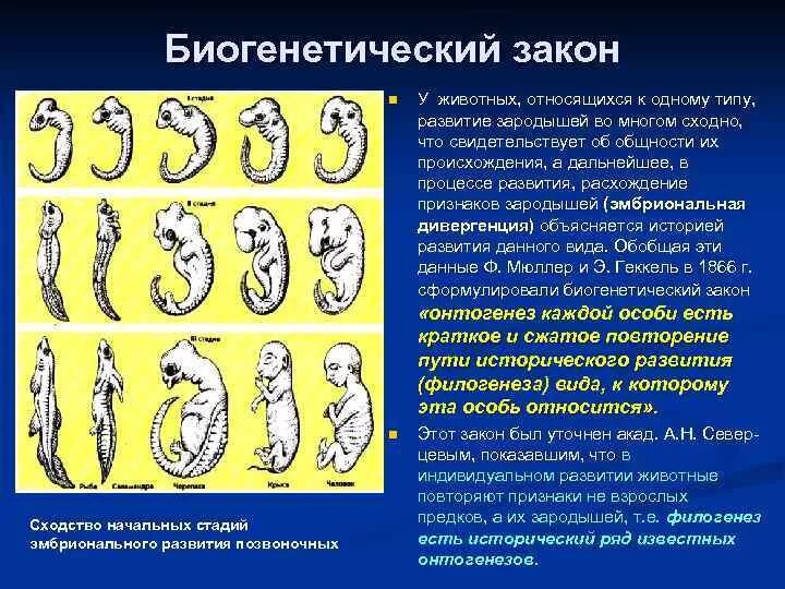 Закон зародышевого сходства примеры Презентация "Эволюция органического мира: доказательства, направления" биологи