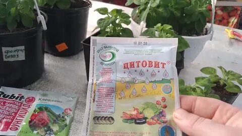 Подкормка петунья схема