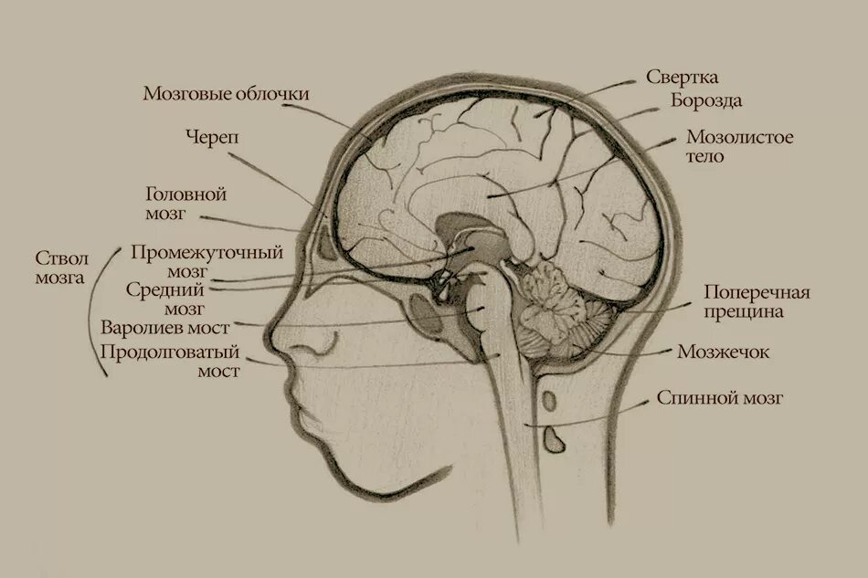 Мозг в черепной коробке. Продолговатый мозг в черепной коробке. Строение мозга в черепной коробке. Мозг в черепной коробке анатомия. Расположение головного мозга в черепе.
