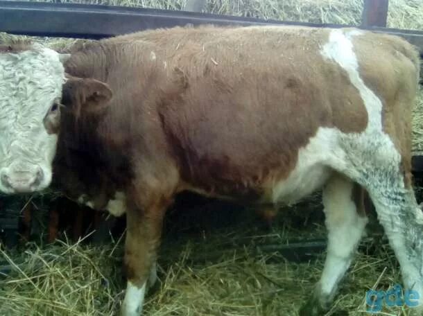 Порода быков симменталы. 10 месячный бычок. 8 бычки. Корова рф. Закупаем крс быков коров.