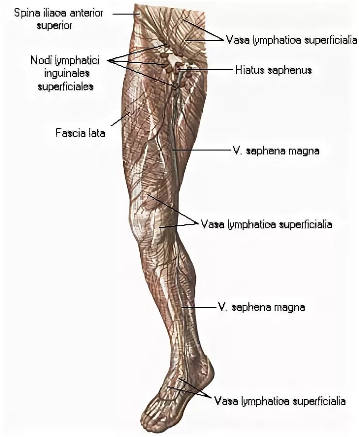 Лимфатические сосуды конечностей. Лимфатические узлы нижней конечности. Лимфатические сосуды нижних конечностей анатомия. Лимфоузлы нижних конечностей анатомия. Лимфатические сосуды и узлы нижней конечности.