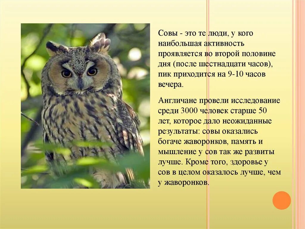 В какое время года сова. Люди которые Совы. Описание Совы. Доклад про сову. Большая Сова.