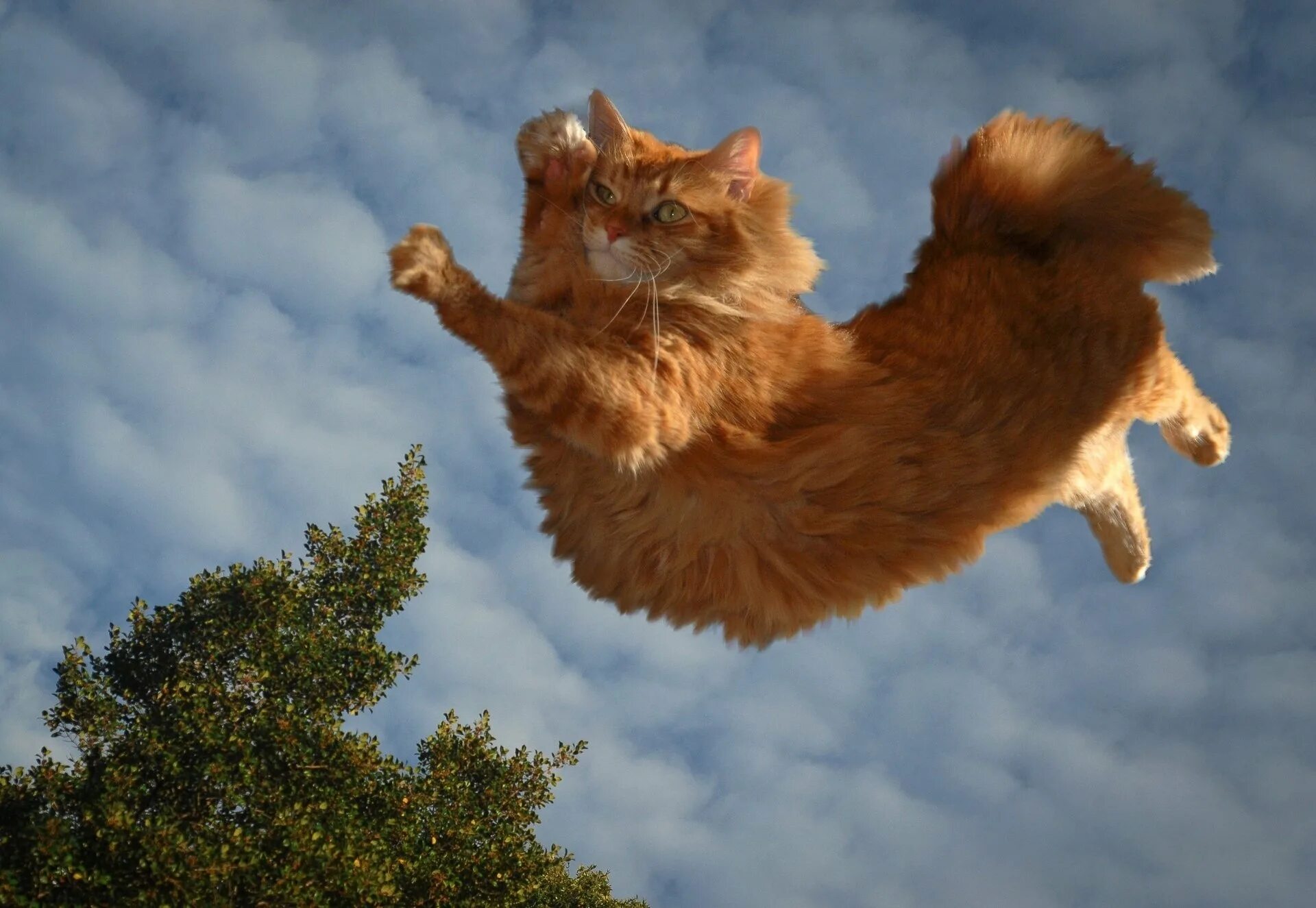 Wind cat