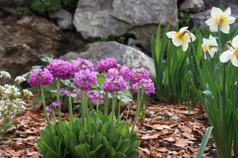 Птицемлечник (50 фото): виды, уход и посадка в открытом грунте Alpine plants, Bl