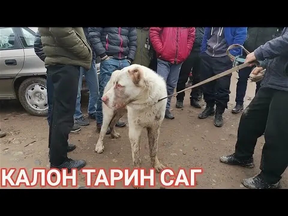 Саг чанг. Сагбозор.