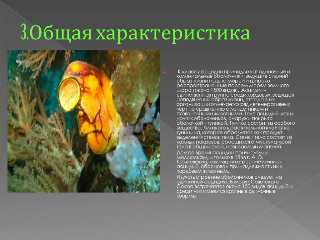 Образ жизни асцидии. Образ жизни асцидий. личиночнохордовые асцидии. колониальные асцидии. асцидия переходная форма.