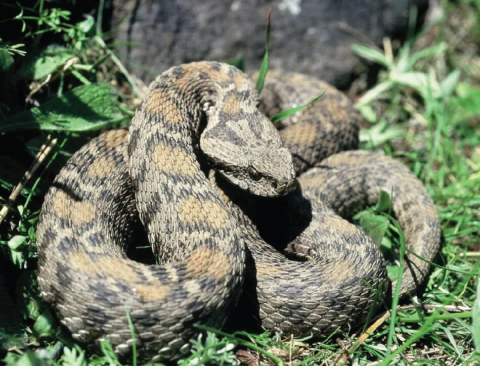 Гадюка Гюрза. Малоазиатская гадюка. Гадюка армянская (Vipera xanthina). Гадюка Вагнера. Змей турции