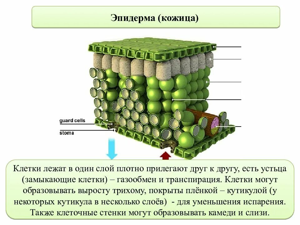 Верхний слой эпидермы функция. Ткани растений эпидерма. Функция верхнего слоя эпидермы листа. Поперечное сечение листа эпидерма. Кожица какая ткань у растений