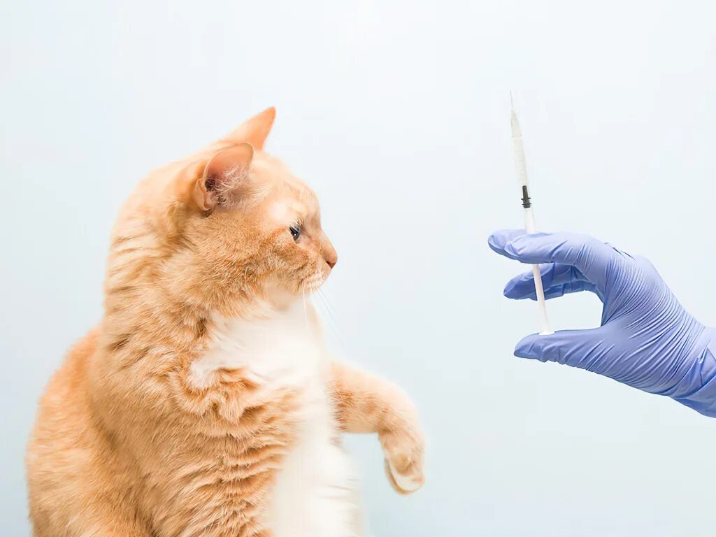 Вакцинация собак и кошек. Вакцинация кошек. Вакцинация кошек выезд. Кот со шприцом. Ветеринар с кошкой.