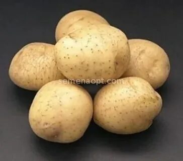 Сорта круглого картофеля