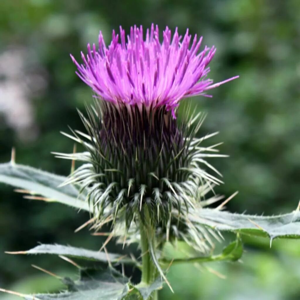 цветущий репейник. цветущий репейник. репейник и репей. репейник и репей. репейник (burdock).