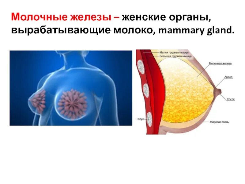 Жидкость вырабатываемая железа. Молочные железы. Молочный железа. Железа продуцирующая молоко.