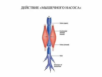 Действие мышц