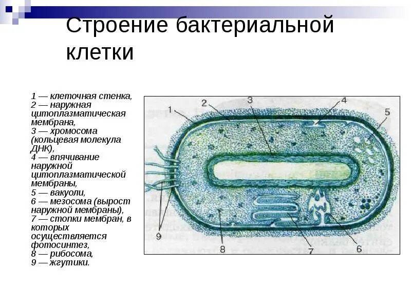 Строение клетки бактерии рисунок