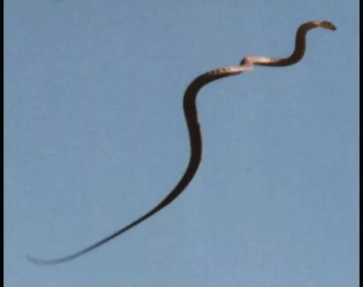Змея стрела. Змея стрелка Туркменистана. Прыгающие змеи. Летучие змеи. Летающие змеи.