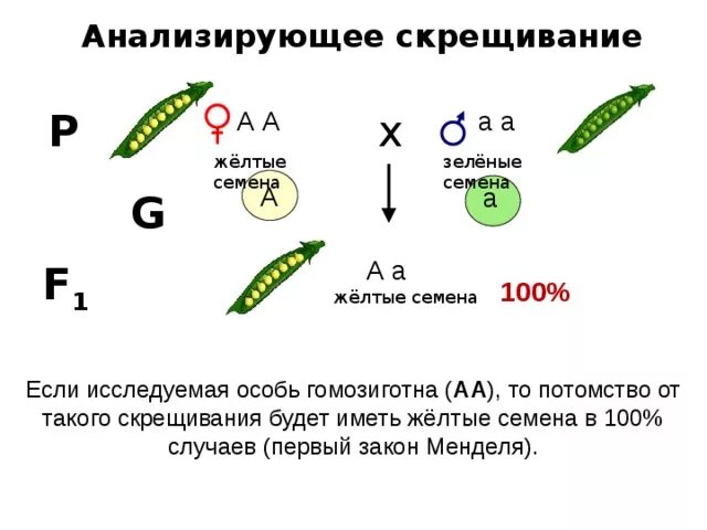 Генетика скрещивание гороха. Генетика анализирующее скрещивание. Анализирующее скрещивание закон Менделя. Анализирующее моногибридное скрещивание. При скрещивании гороха образующего