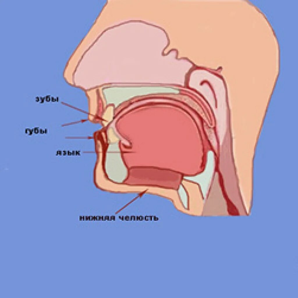 Нижние резонаторы. Артикуляционный аппарат голосовые связки. Голосовой аппарат. Строение голосового аппарата. Голосовой речевой аппарат.