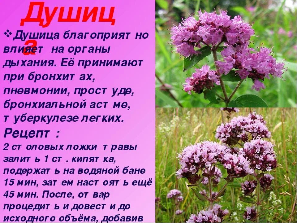 Трава душица применение дома в чай отчего. Трава душица применение дома в чай отчего