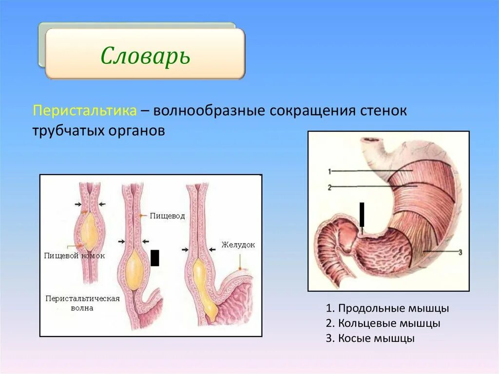 Трубчатый орган 5. Стенки трубчатых органов. Полые трубчатые органы. Строение трубчатых органов. Строение стенки трубчатого органа.