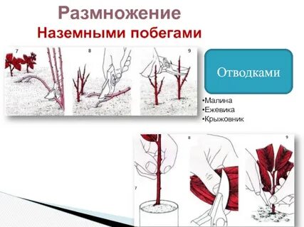Малина какое размножение