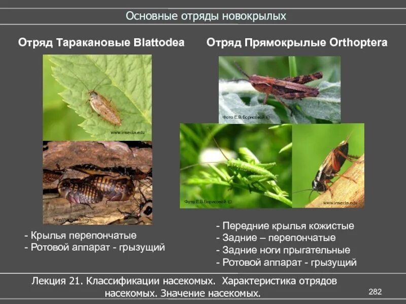 Отряды насекомых Прямокрылые. Отряд Прямокрылые представители. Прямокрылые общая характеристика. Общая характеристика насекомых.