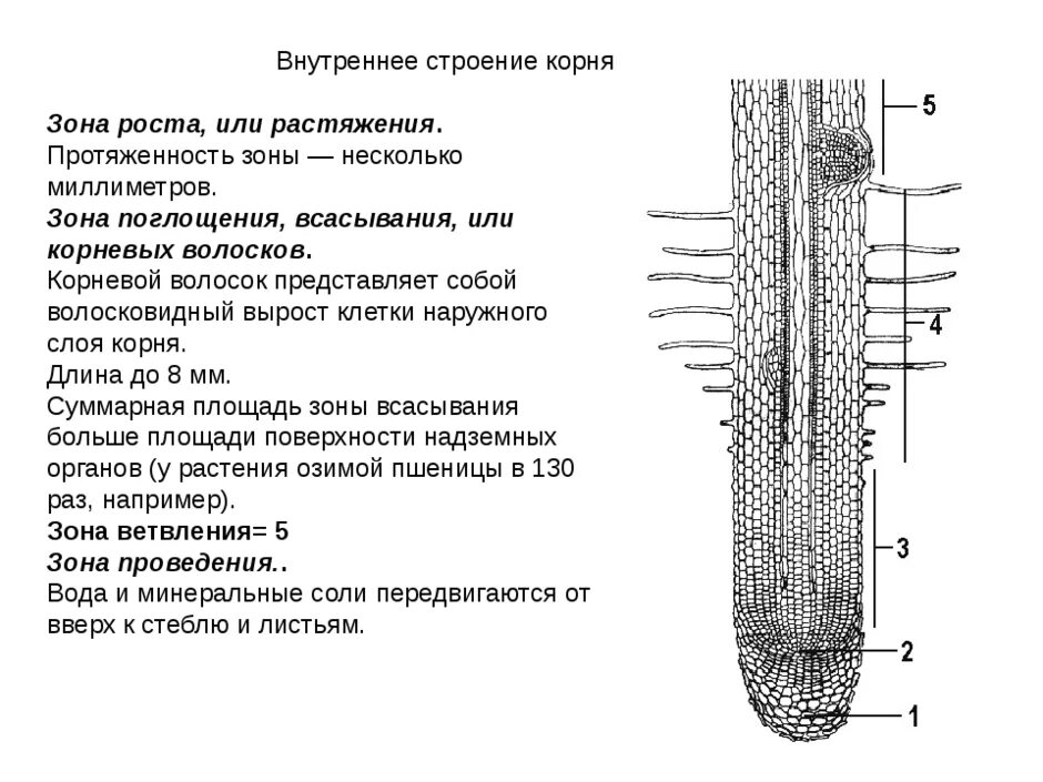 Корень растений строение корня функции. Внутреннее строение корня, зона корня,функции. Клеточное строение корня и ткань. Строение корня растения зоны корня. Клеточное строение корня зоны.