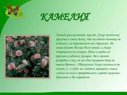 Красивые легенды о цветах