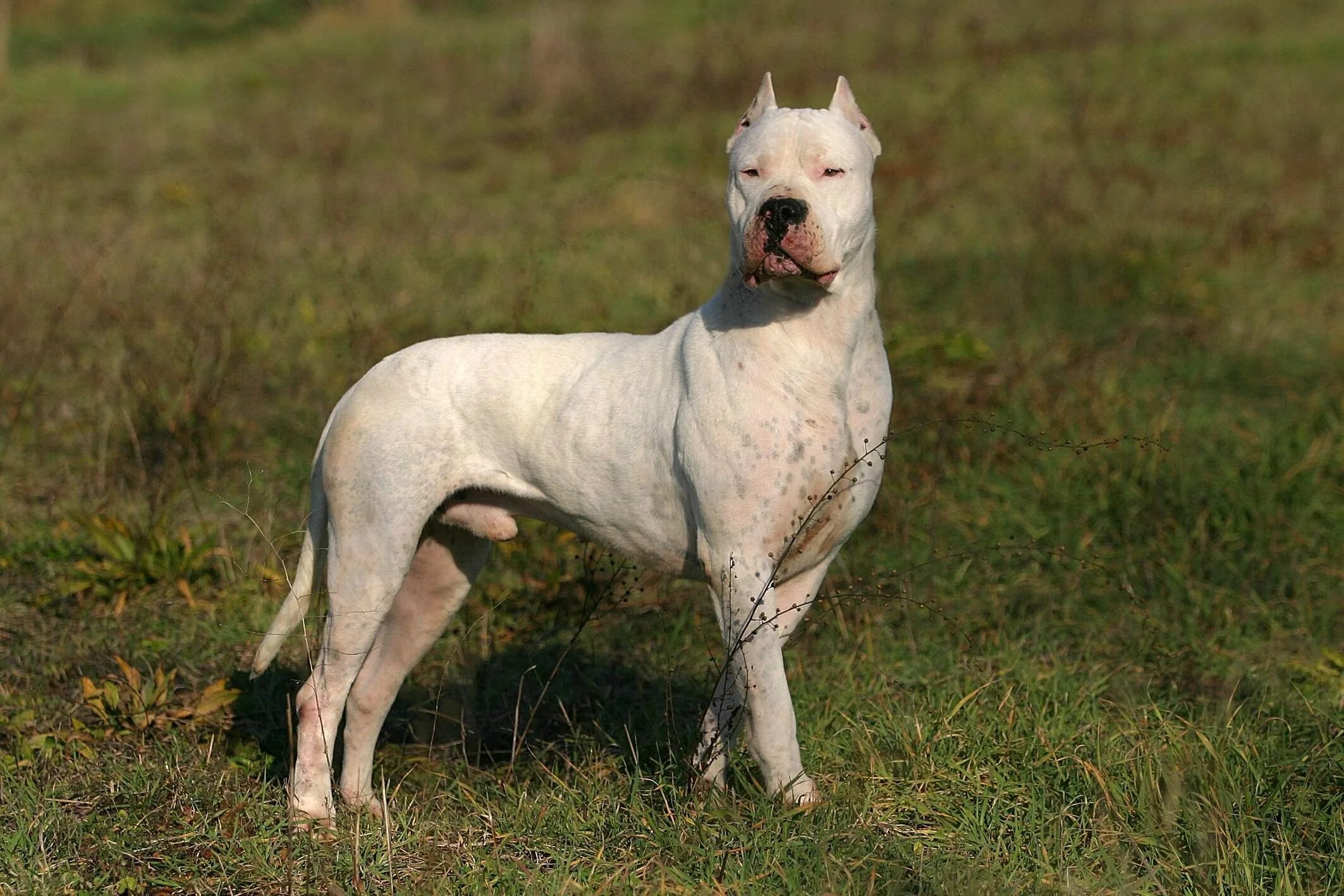 Dog рџђ. Королевский дог терьер. Dog рџђ. Королевский дог мраморный. Булли кутта порода.