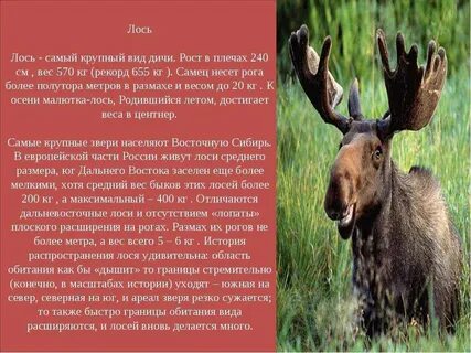 Описание лося 4 класс окружающий мир