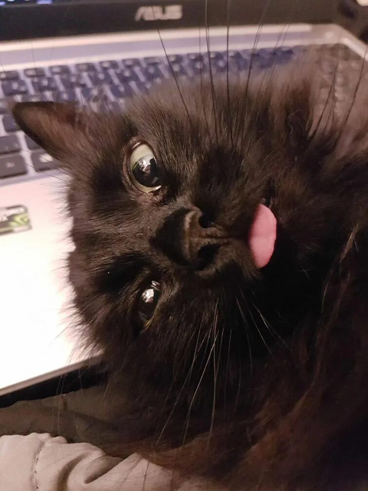 Кот с высунутым языком мем. Котик с высунутым языком. кот с торчащим языком. перекошенные коты. тупой кот с языком высунутым.