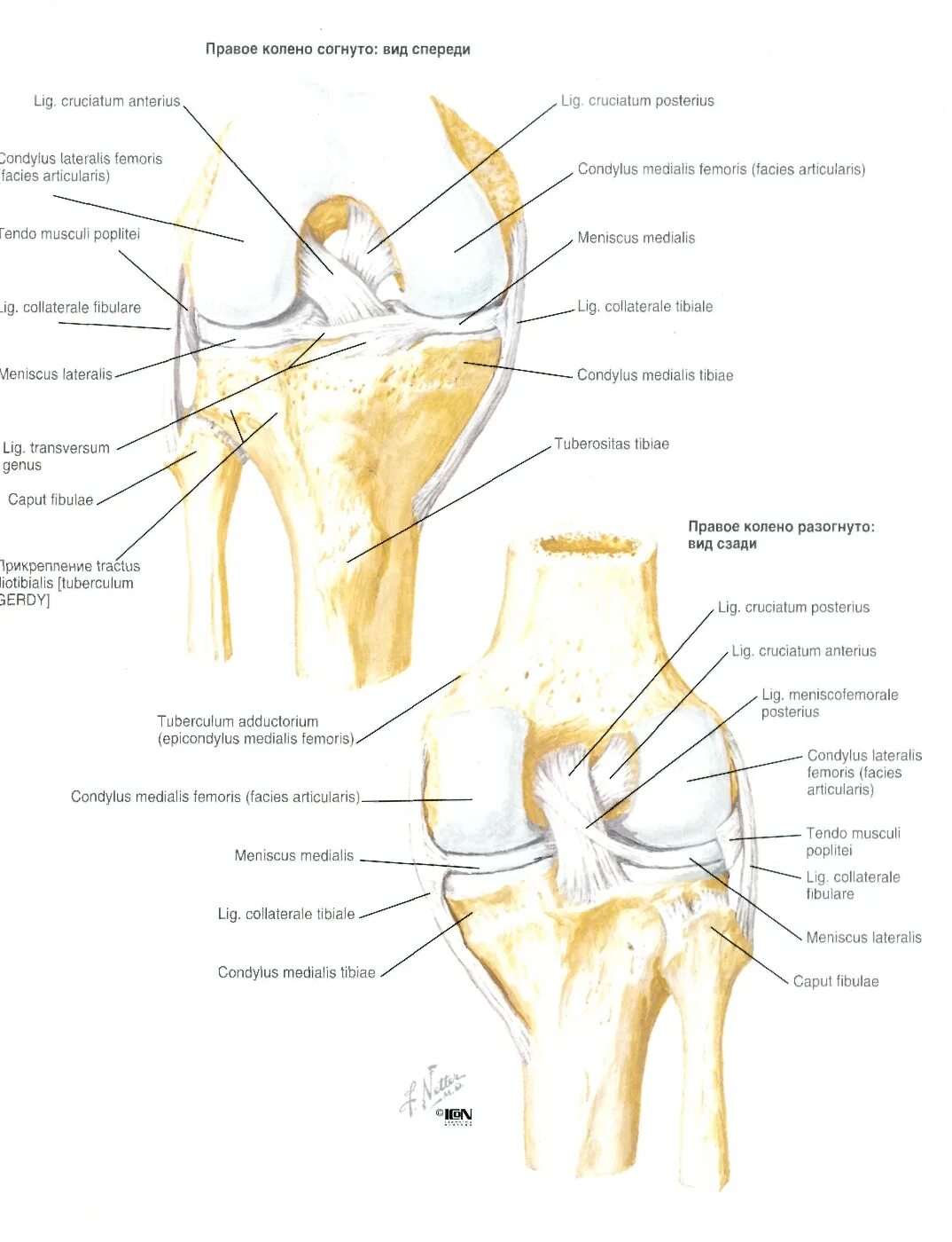 Левый коленный сустав строение анатомия. Коленный сустав строение анатомия иннервация. Связки коленного сустава анатомия. Левый коленный сустав вид спереди.