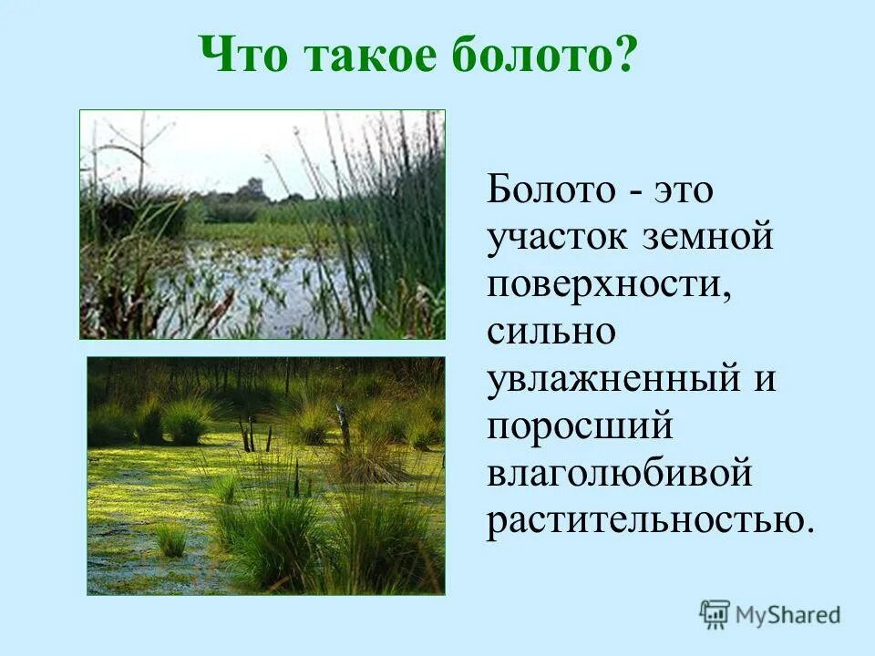 Участок земной поверхности суши или водоема. Презентация на тему болота. Болото это определение. Что такое болото кратко. Болота это определение.