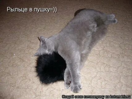 Рыльце у тебя в пуху значение выражения
