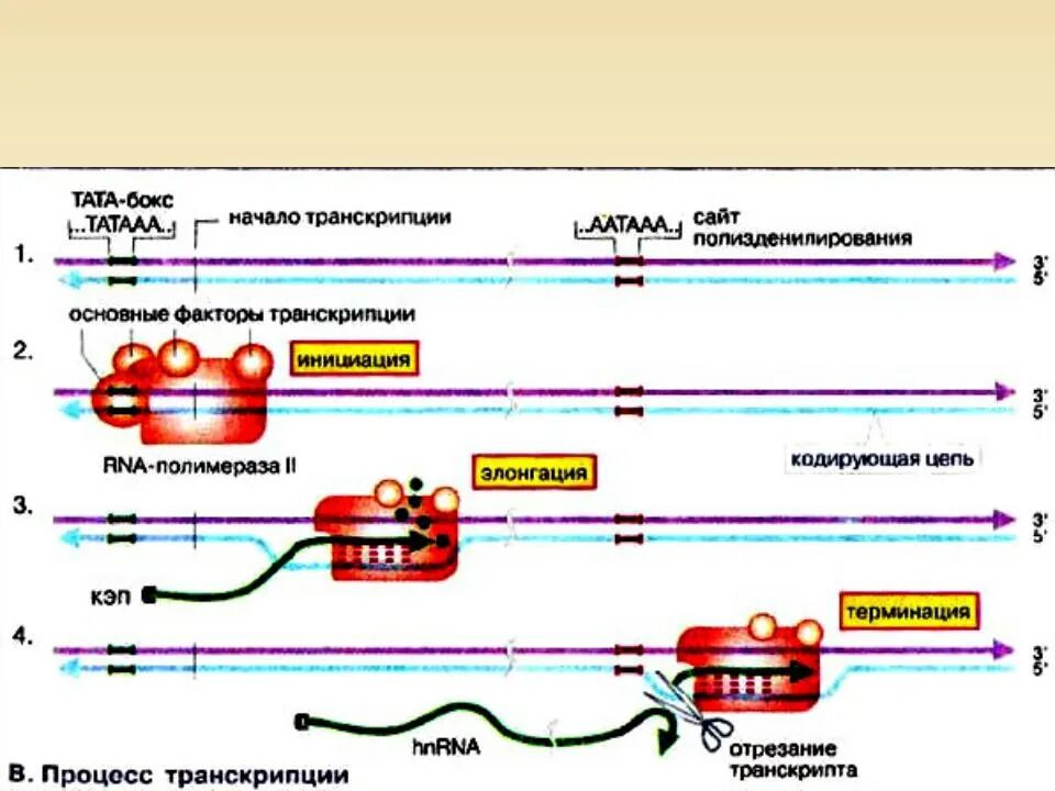 Процесс транскрипции происходит у эукариот. Транскрипция ДНК У эукариот. Схема процесса транскрипции. Транскрипция прокариот эукариот схема. Процессинг синтез