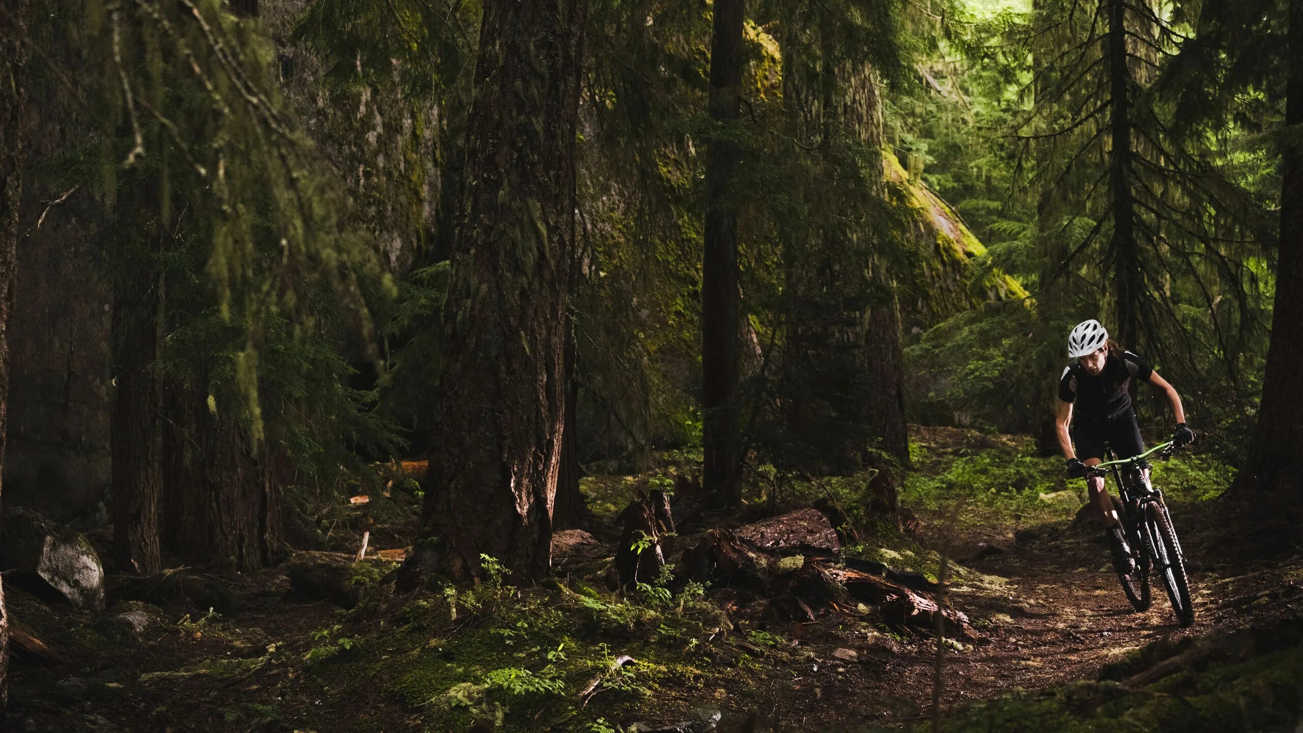 Лес гонять. Лесистая автотрасса. Лес гонять. Тропа уильяма валласа. Поваленное дерево в лесу.