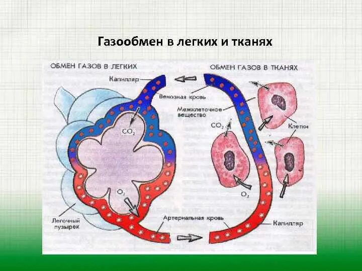 Каков механизм газообмена. Этапы дыхания газообмен в легких биология 8 класс. Газообмен в легких осуществляется в. Каков механизм газообмена. Обмен газов в тканях кратко.