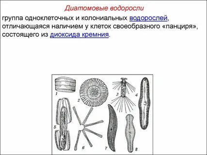 Виды диатомовых водорослей
