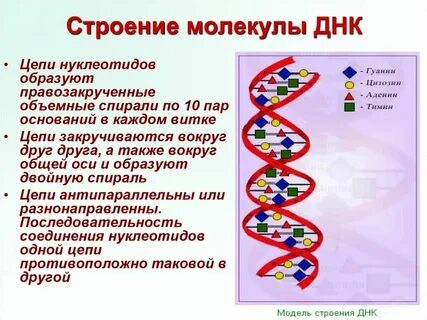 Длина участка молекулы днк составляет 544 нм