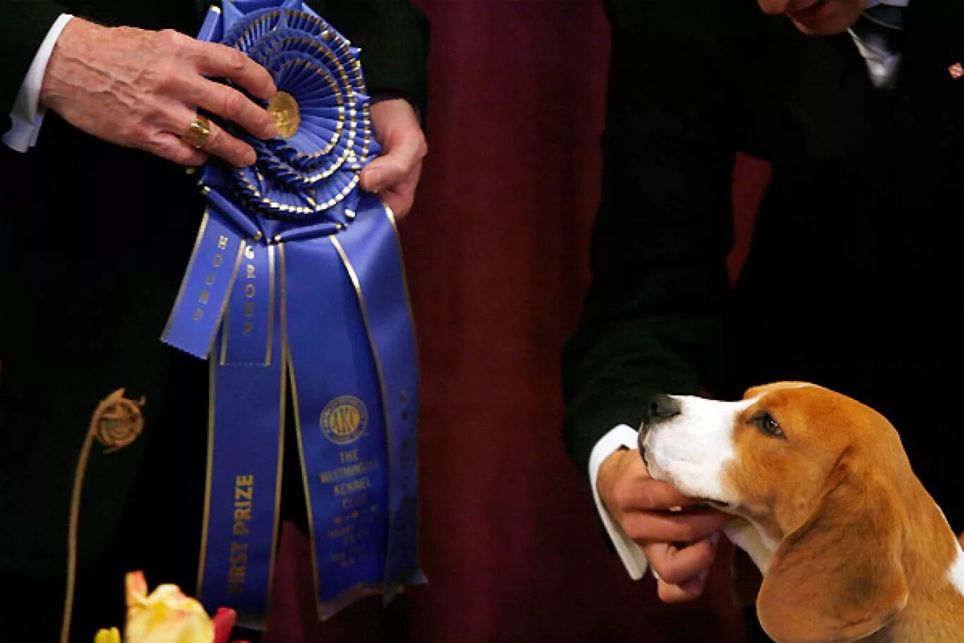 Вестминстер выставка собак. Награды для собак. Награды собак на выставках. Выставки собак призы.