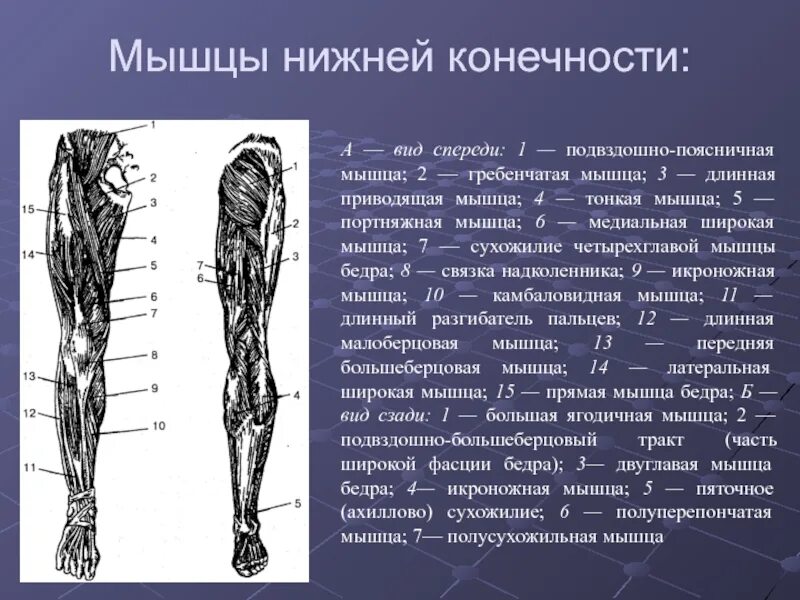 Тема нижние конечности. Мышцы нижней конечности анатомия спереди. Мышцы нижних конечностей человека анатомия.