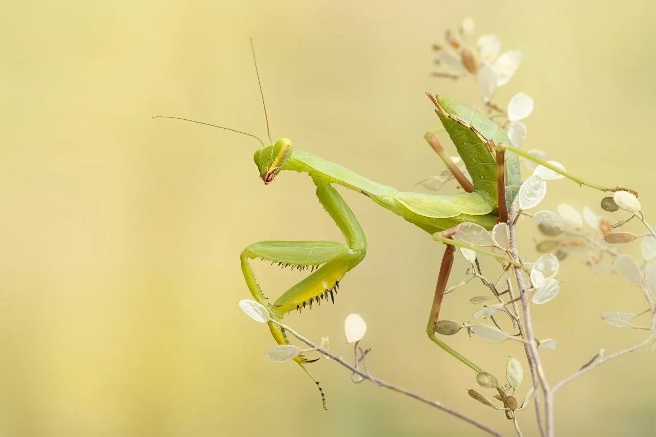 Богомол альбинос. Богомол Pseudempusa pinnapavonis. Богомол обыкновенный желтый. Богомол насекомое Астраханский. Природа богомол