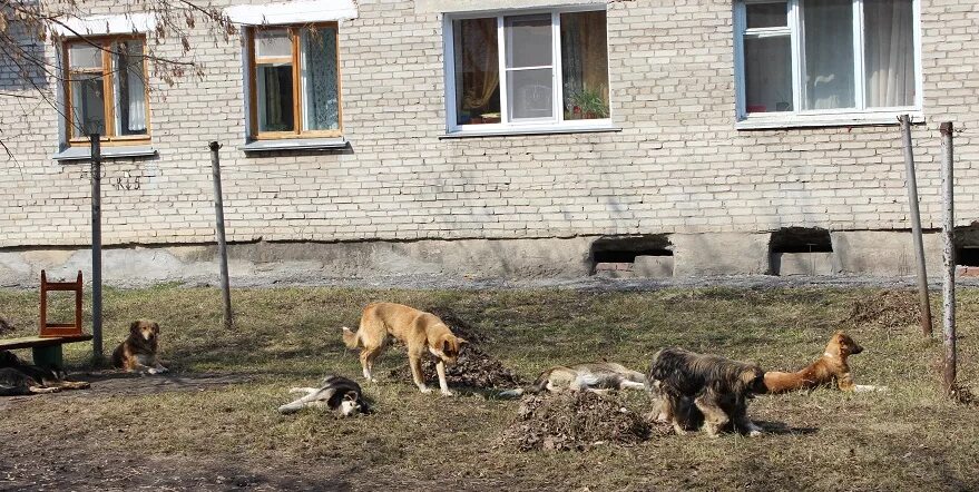 Собаки куйбышева. Собака Куйбышев. Приют в Барабинске. Собачий приют в городе Куйбышеве Новосибирской области. Приют для животных в Барабинске.