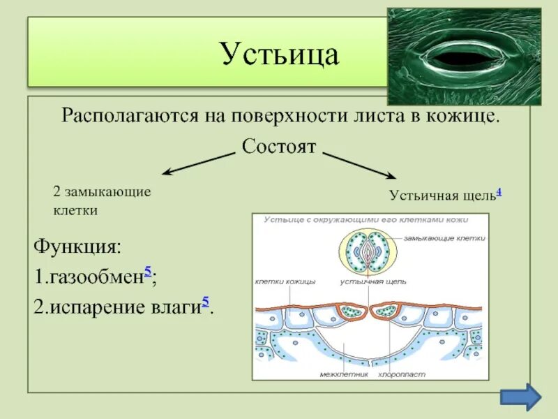 К какой ткани относится устьица у растений. Функции устьиц. Функции устьица листа. Устьица листа строение и функции. Какую функцию выполняет устьица.