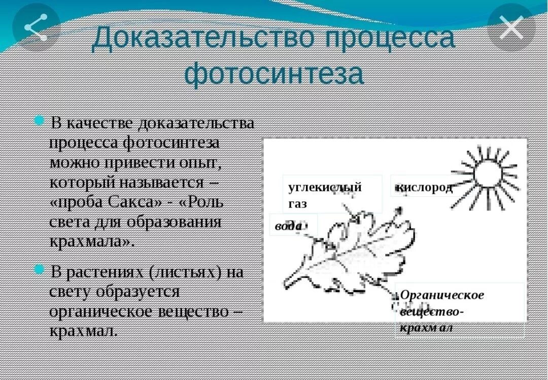 Опыт доказывающий процесс фотосинтеза. Опыт доказательство фотосинтеза. Доказательство в ПРОЦЕССЕФОТО. Фото доказательства в процессе. В результате фотосинтеза образуются крахмал