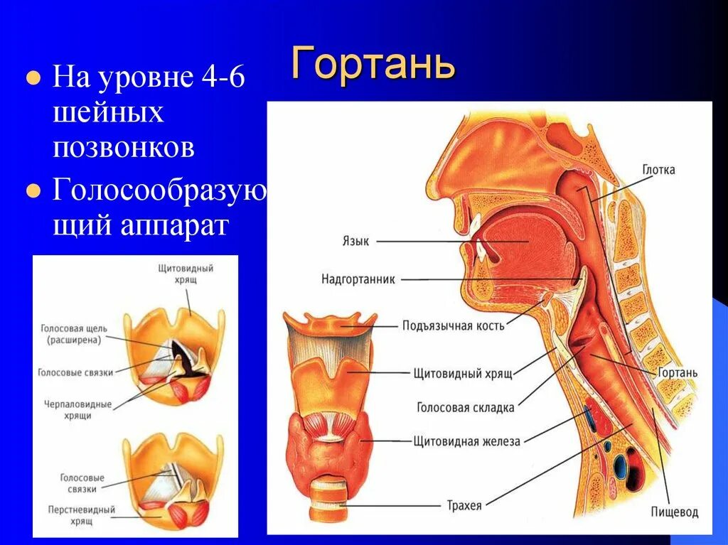 Картинка глотки. Горло гортань трахея анатомия. Строение горла человека спереди описанием. Строение горла и гортани человека вид спереди. Строение трахея человека анатомия гортани.